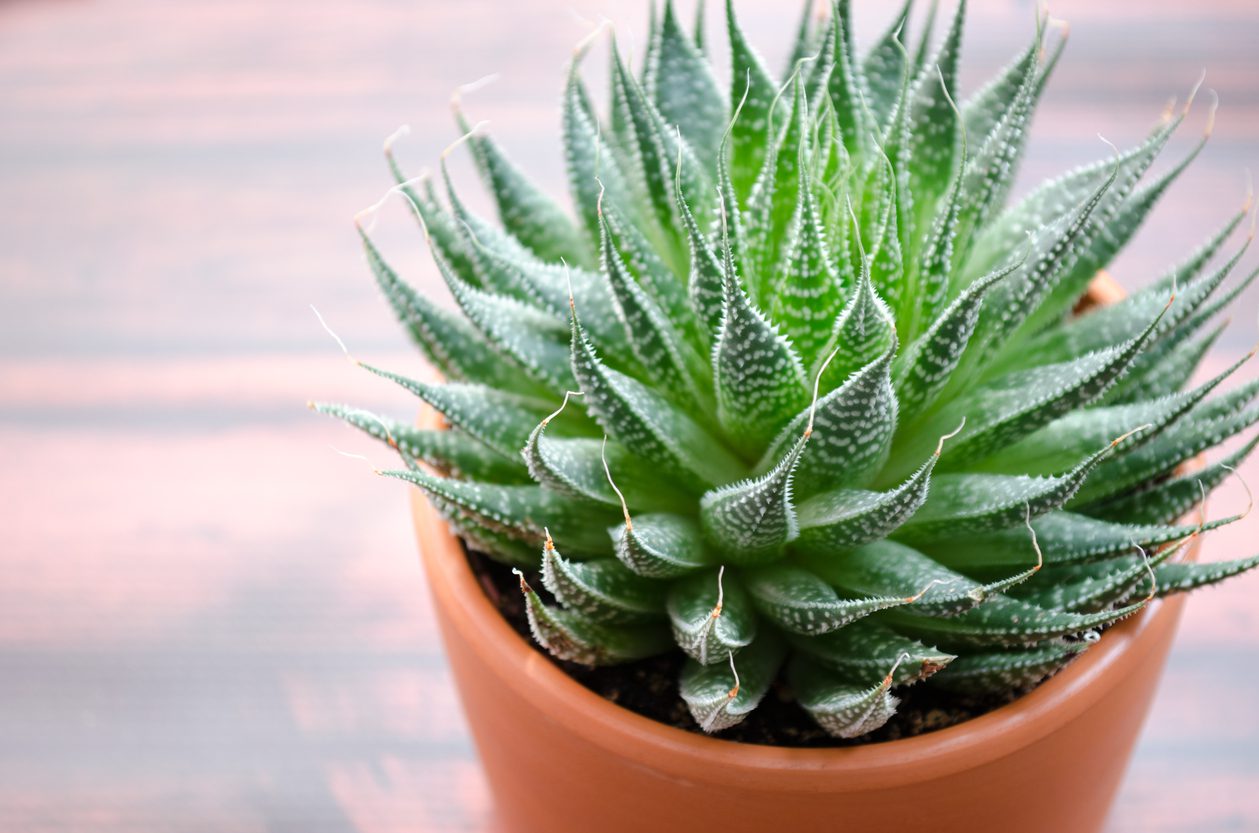 Evde Aloe Vera nasıl yetiştirilir Evde Aloe Vera nasıl yetiştirilir