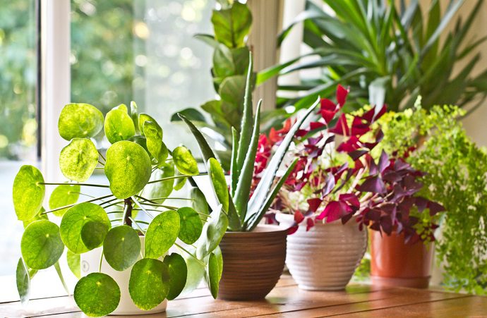 Evin havasını temizleyen bitkiler