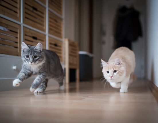 Yetişkin Kedi Yeni Eve Nasıl Alıştırılır