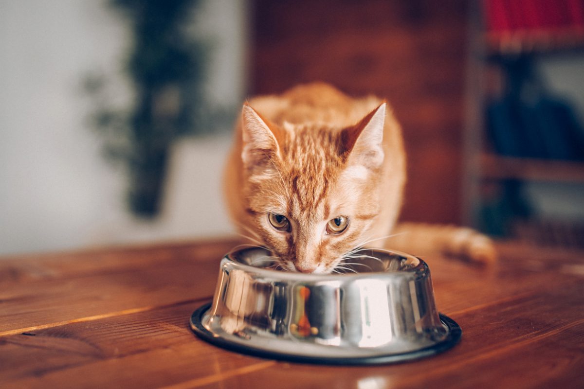 Kedi Sahiplenmek İsteyenler için İhtiyaç Listesi Koçtaş Blog