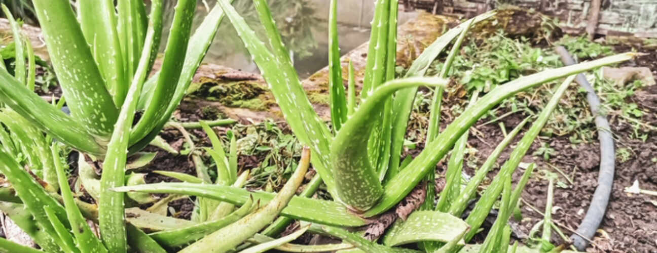 Aloe Vera Bakımı Nasıl Yapılır