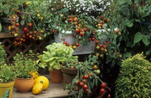 Balkon Bahçeciliği Önerileri