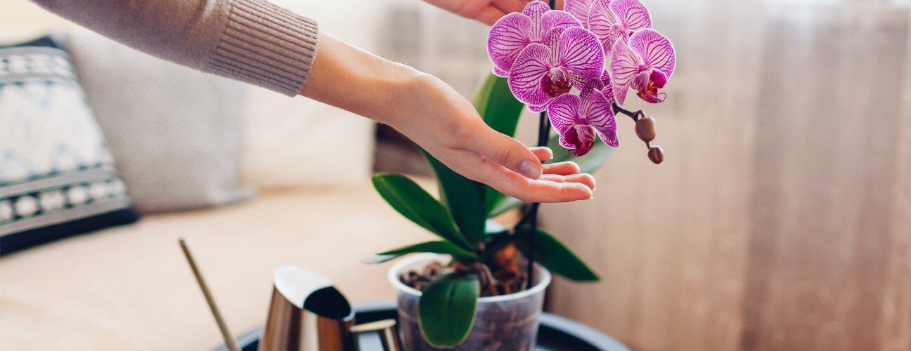 Orkide Bakımı Nasıl Yapılır? Yeni Başlayanlar İ&ccedil;in Rehber