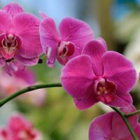 Orkide Bakımı Nasıl Yapılır? Yeni Başlayanlar İ&ccedil;in Rehber