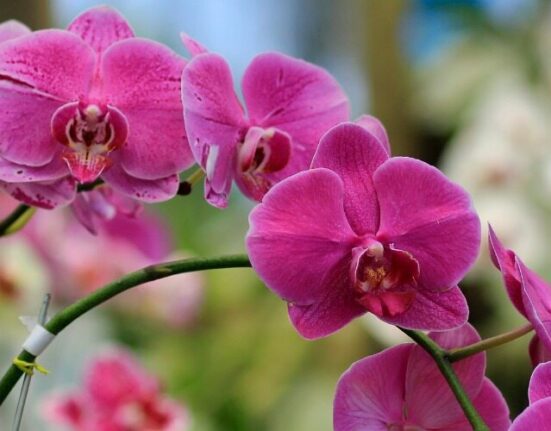 Orkide Bakımı Nasıl Yapılır? Yeni Başlayanlar İçin Rehber