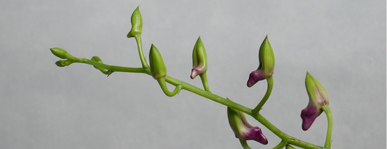 Orkide Bakımı Nasıl Yapılır? Yeni Başlayanlar İ&ccedil;in Rehber