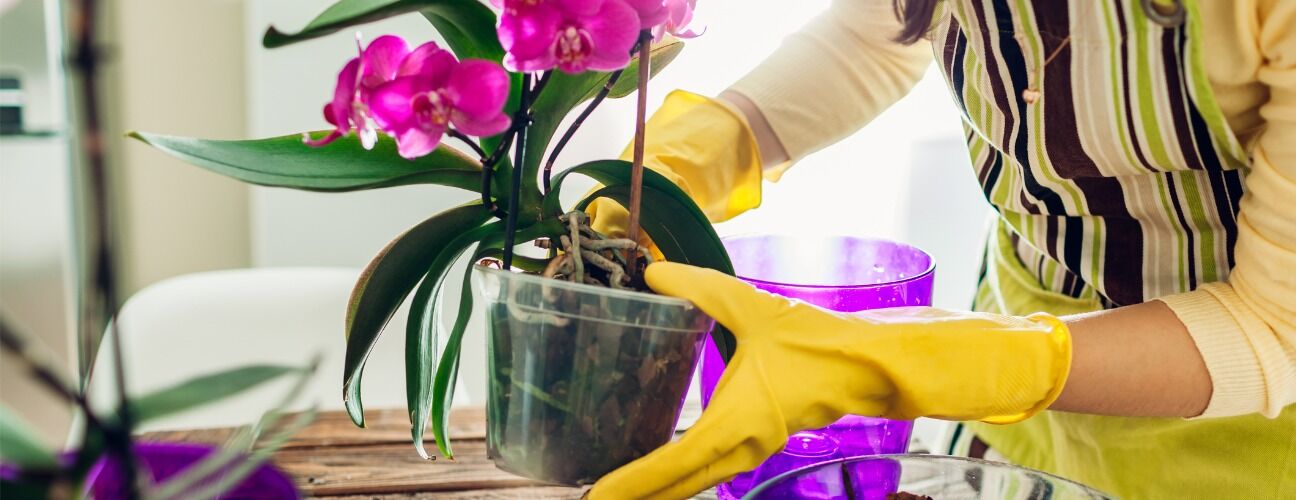 Orkide Bakımı Nasıl Yapılır? Yeni Başlayanlar İ&ccedil;in Rehber