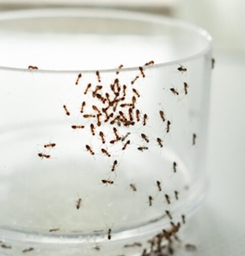 Evdeki Karıncalara Çözüm