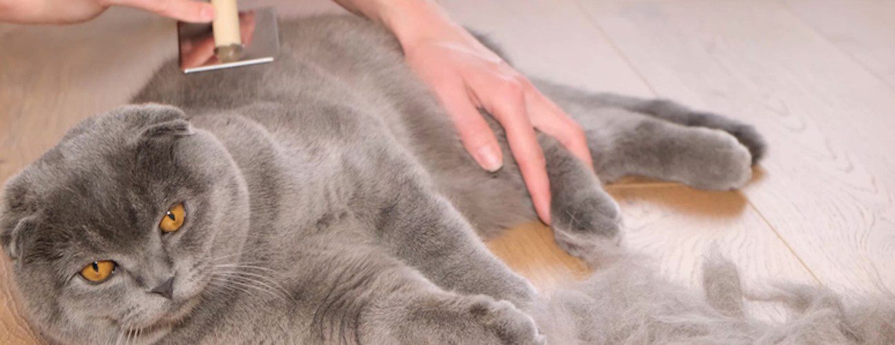 Kedi Tüyü Nasıl Temizlenir? Dökülmesi Nasıl Engellenir?