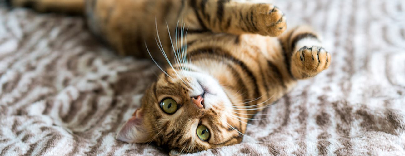 Kedi Tüyü Nasıl Temizlenir? Dökülmesi Nasıl Engellenir?