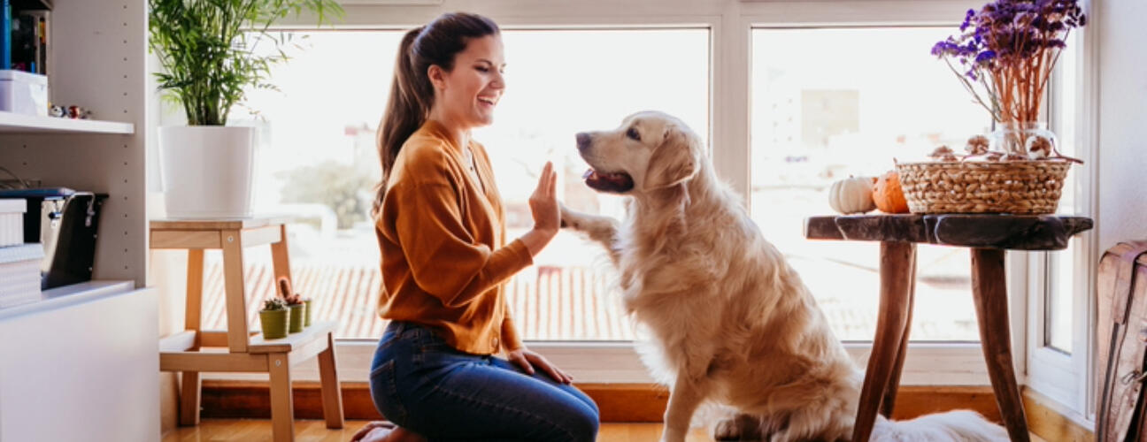 Erişkin ve Yaşlı Köpeklerde Beslenme