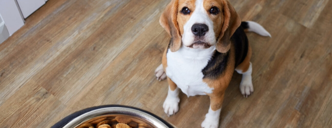 Köpekler Neler Yiyebilir? Doğru Beslenme Rehberi