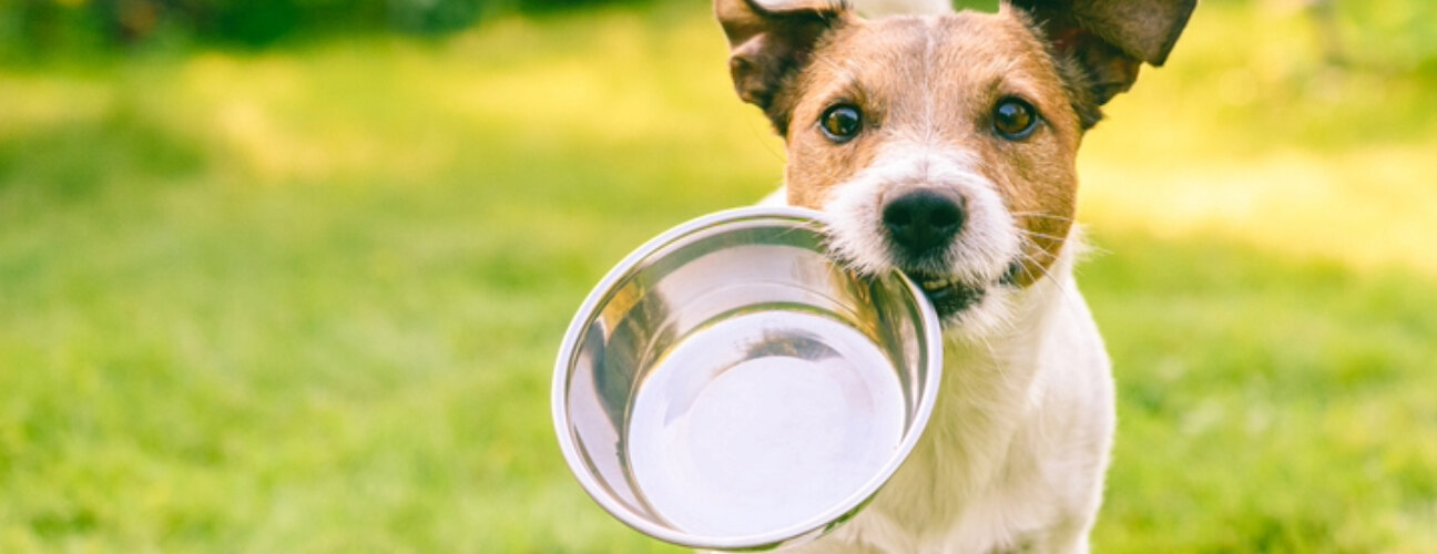 Yavru Köpekler Neler Yiyebilir