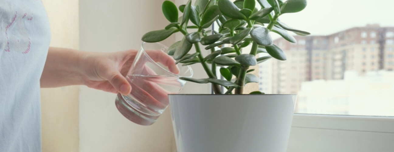Para Çiçeği Bakımı Nasıl Yapılır?
