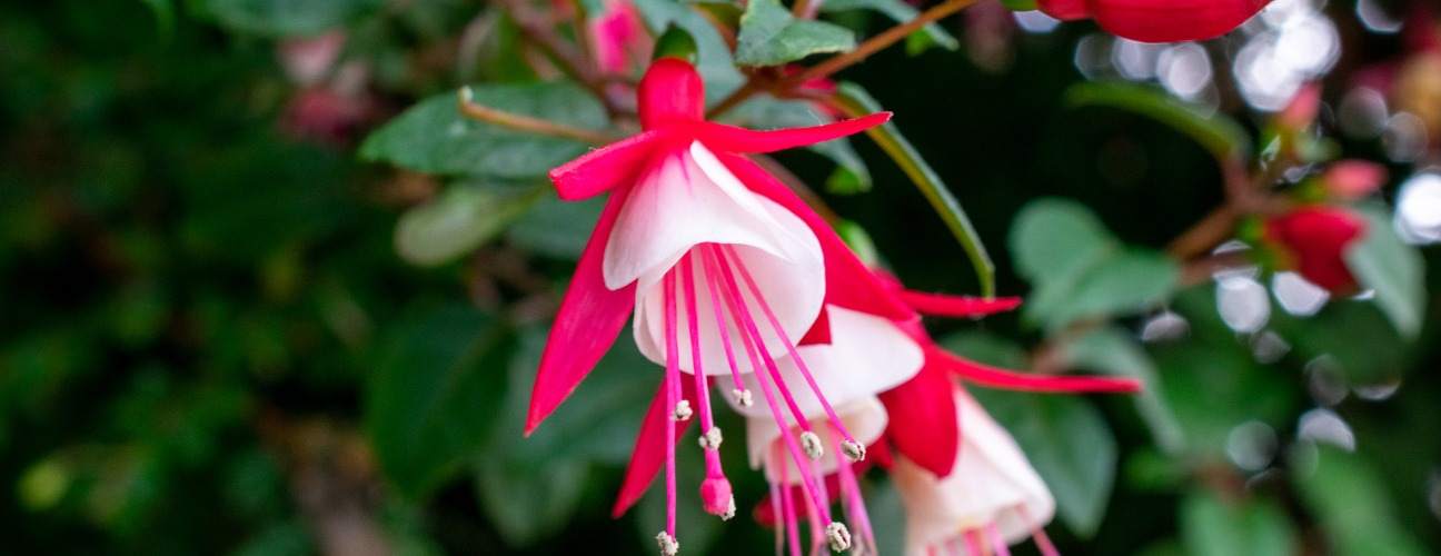 Balkonda ve Evde Tropik Esinti: Küpe Çiçeği Bakımı Rehberi