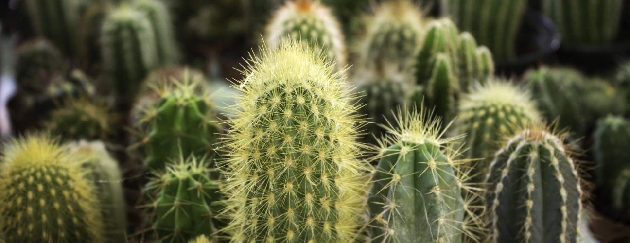 Harf şeklinde saksı 