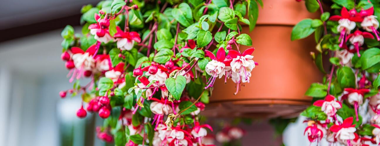 Balkonda ve Evde Tropik Esinti: Küpe Çiçeği Bakımı Rehberi