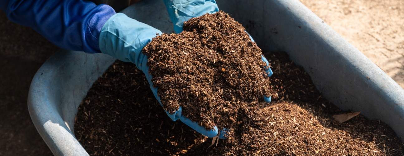 Balkonda ve Evde Tropik Esinti: Küpe Çiçeği Bakımı Rehberi