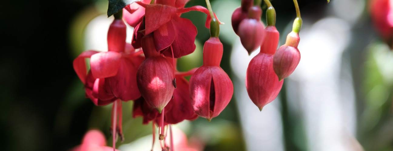 Balkonda ve Evde Tropik Esinti: Küpe Çiçeği Bakımı Rehberi