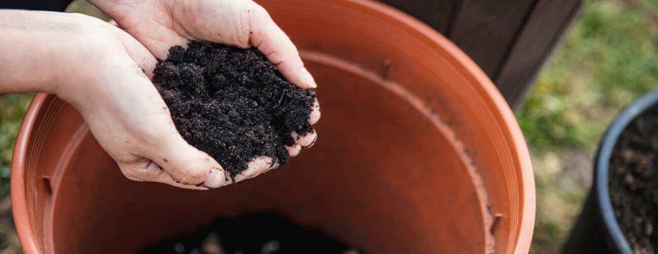 Balkonda ve Evde Tropik Esinti: Küpe Çiçeği Bakımı Rehberi