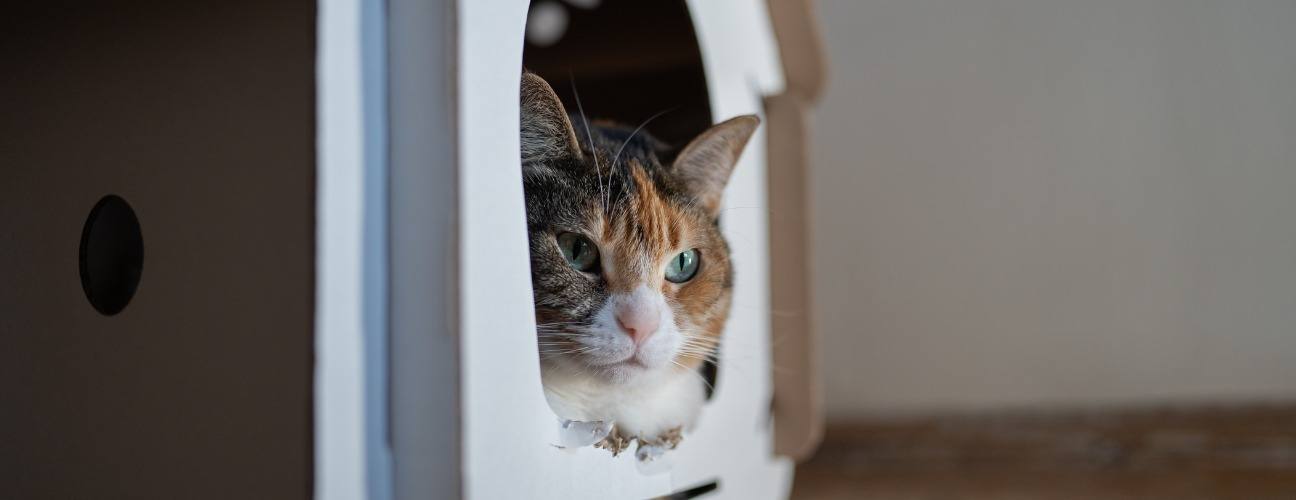 kedi evinin kapısını a&ccedil;ın