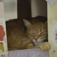 ileri d&ouml;n&uuml;ş&uuml;mle kedi evi: kutudan konforlu yuvaya