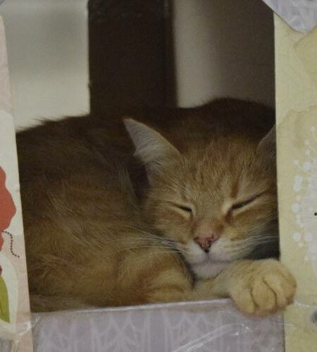 ileri d&ouml;n&uuml;ş&uuml;mle kedi evi: kutudan konforlu yuvaya