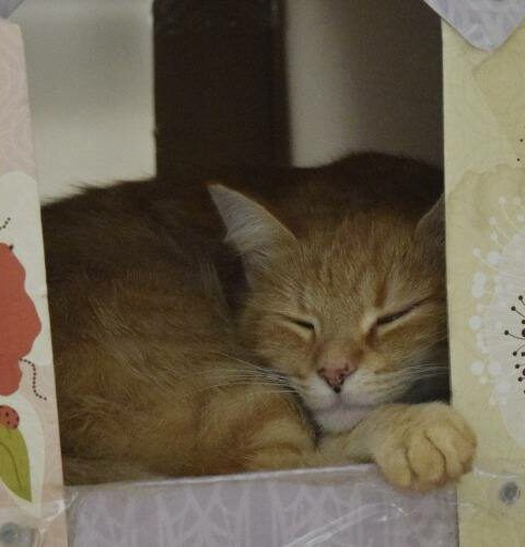 ileri dönüşümle kedi evi: kutudan konforlu yuvaya