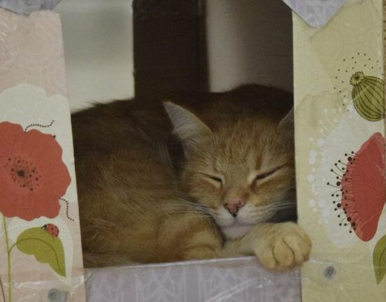 ileri dönüşümle kedi evi: kutudan konforlu yuvaya