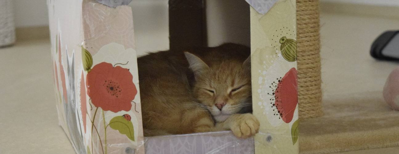 ileri d&ouml;n&uuml;ş&uuml;mle kedi evi: kutudan konforlu yuvaya