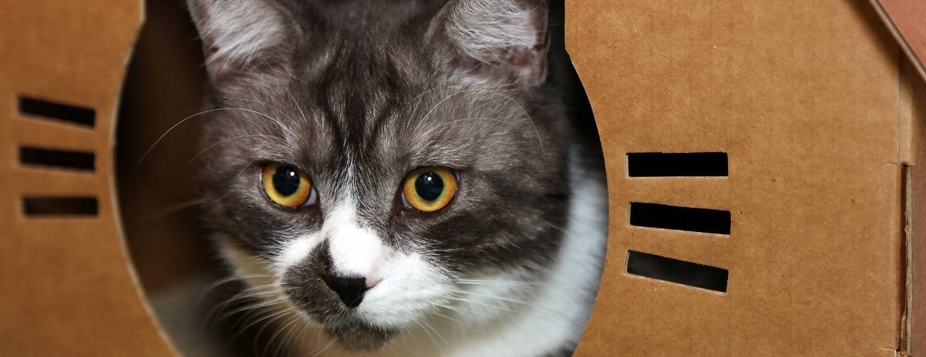 İleri D&ouml;n&uuml;ş&uuml;mle Kedi Evi: Kutudan Konforlu Yuvaya