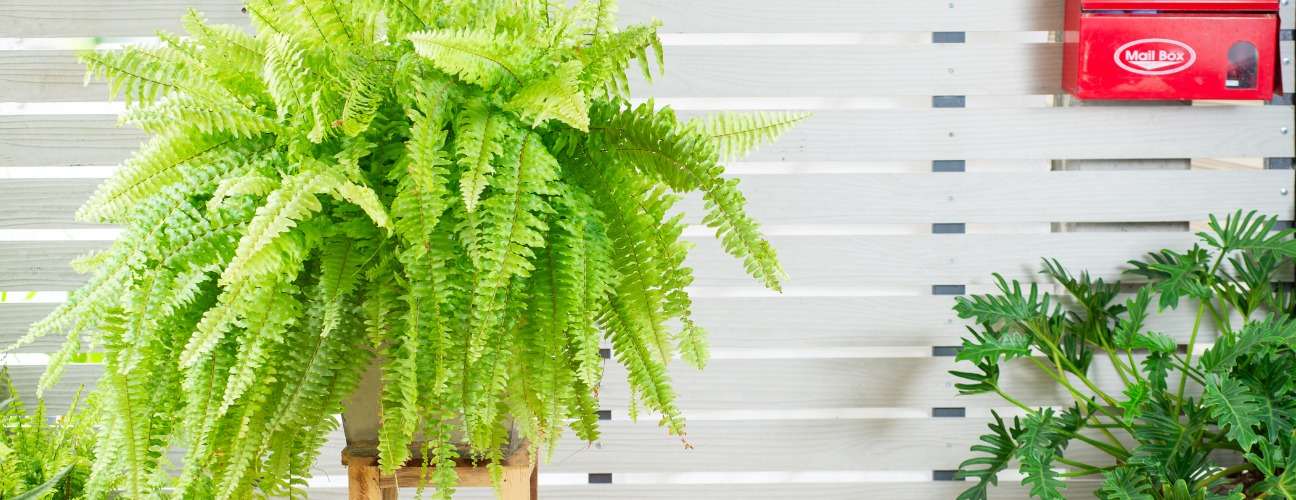 Aşk Merdiveni &Ccedil;i&ccedil;eği &Ouml;zellikleri ve Bakımı