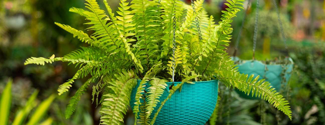 Aşk Merdiveni &Ccedil;i&ccedil;eği &Ouml;zellikleri ve Bakımı