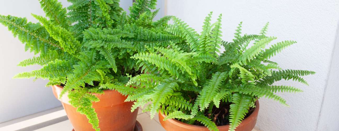 Aşk Merdiveni &Ccedil;i&ccedil;eği &Ouml;zellikleri ve Bakımı