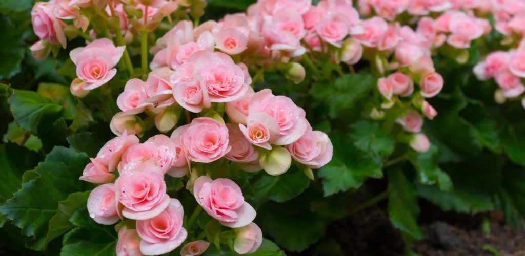 Begonya &Ccedil;i&ccedil;eği Bakımı Nasıl Yapılır