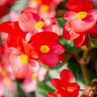 begonya &ccedil;i&ccedil;eği ile evinizdeki alanlara zarif dokunuşlar