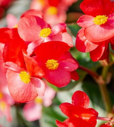 begonya &ccedil;i&ccedil;eği ile evinizdeki alanlara zarif dokunuşlar