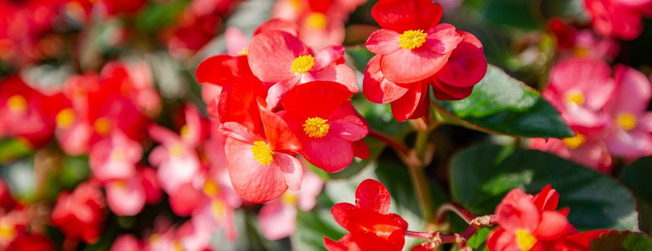 begonya &ccedil;i&ccedil;eği ile evinizdeki alanlara zarif dokunuşlar