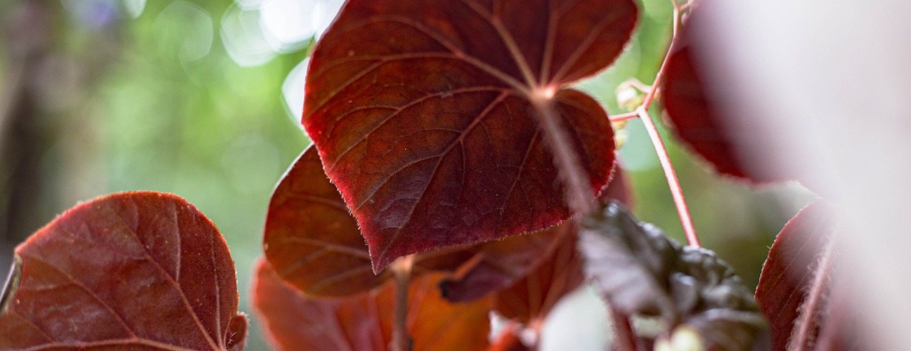 Begonya &ccedil;i&ccedil;eği nasıl &ccedil;oğaltılır