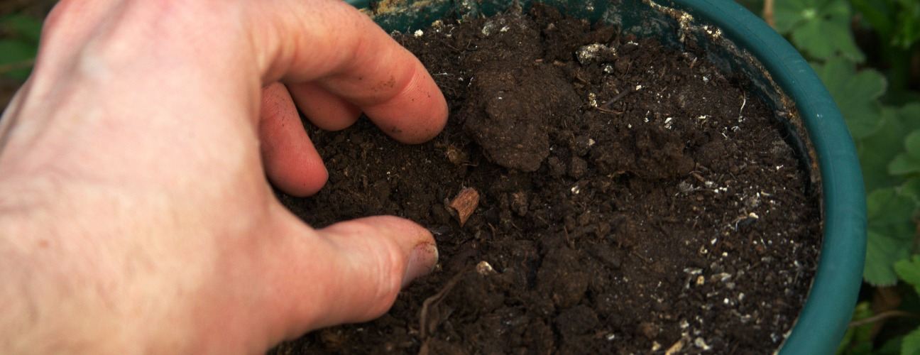 Begonya &Ccedil;i&ccedil;eği Saksı Değişimi Ne Zaman Yapılır