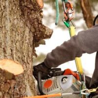 Ağa&ccedil; Budama Nasıl Yapılır? Pratik Y&ouml;ntemler ve Zamanlama