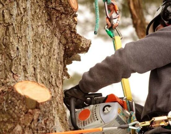 Ağa&ccedil; Budama Nasıl Yapılır? Pratik Y&ouml;ntemler ve Zamanlama