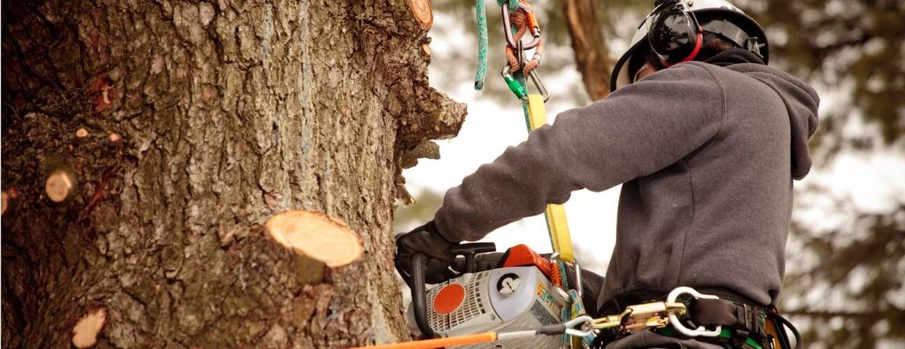 Ağa&ccedil; Budama Nasıl Yapılır? Pratik Y&ouml;ntemler ve Zamanlama