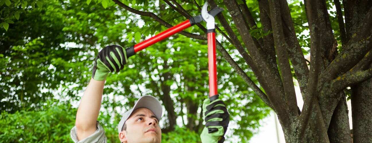 Ağa&ccedil; Budama Nasıl Yapılır? Pratik Y&ouml;ntemler ve Zamanlama