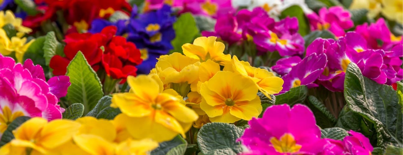 &Ccedil;uha &Ccedil;i&ccedil;eği Bakımı ve &Ouml;zellikleri