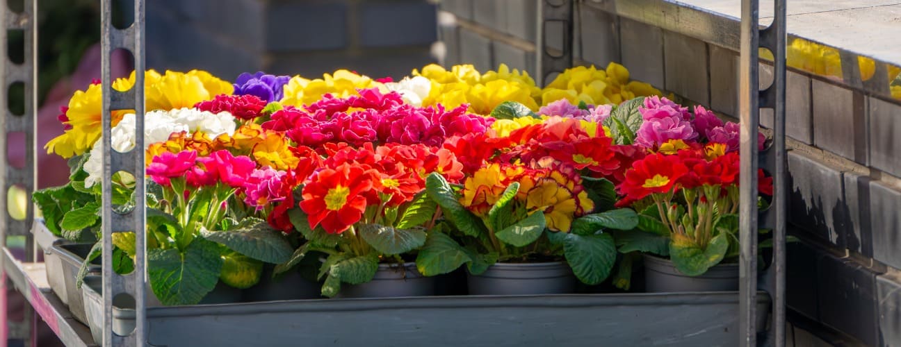 &Ccedil;uha &Ccedil;i&ccedil;eği Bakımı ve &Ouml;zellikleri
