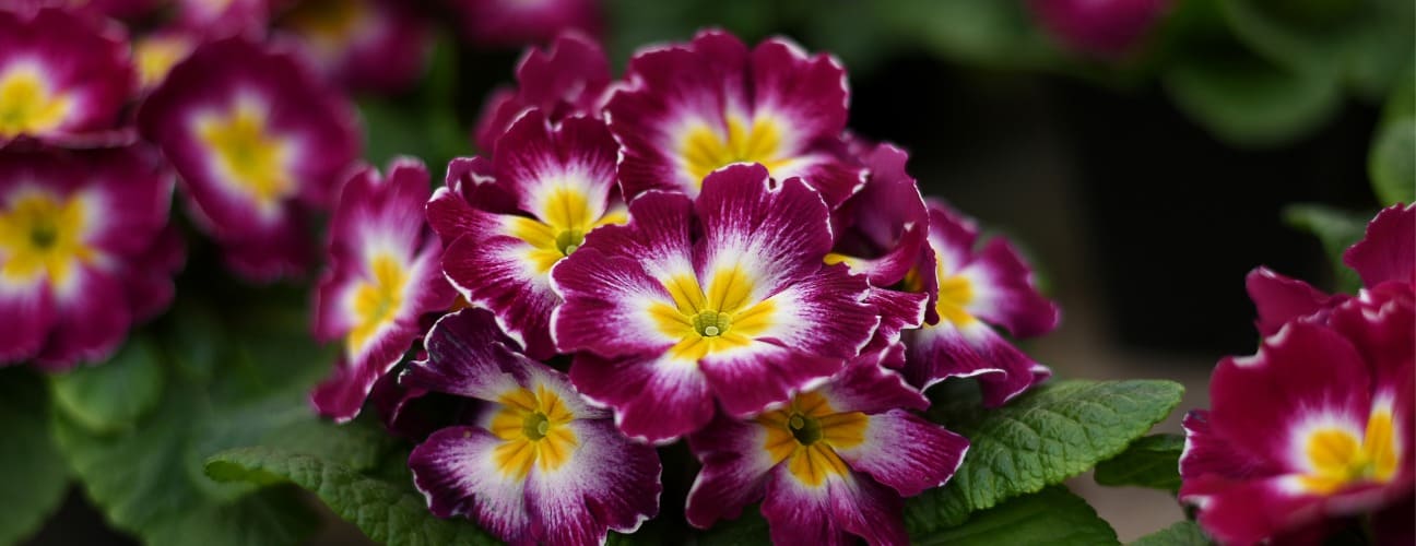 &Ccedil;uha &Ccedil;i&ccedil;eği Bakımı ve &Ouml;zellikleri