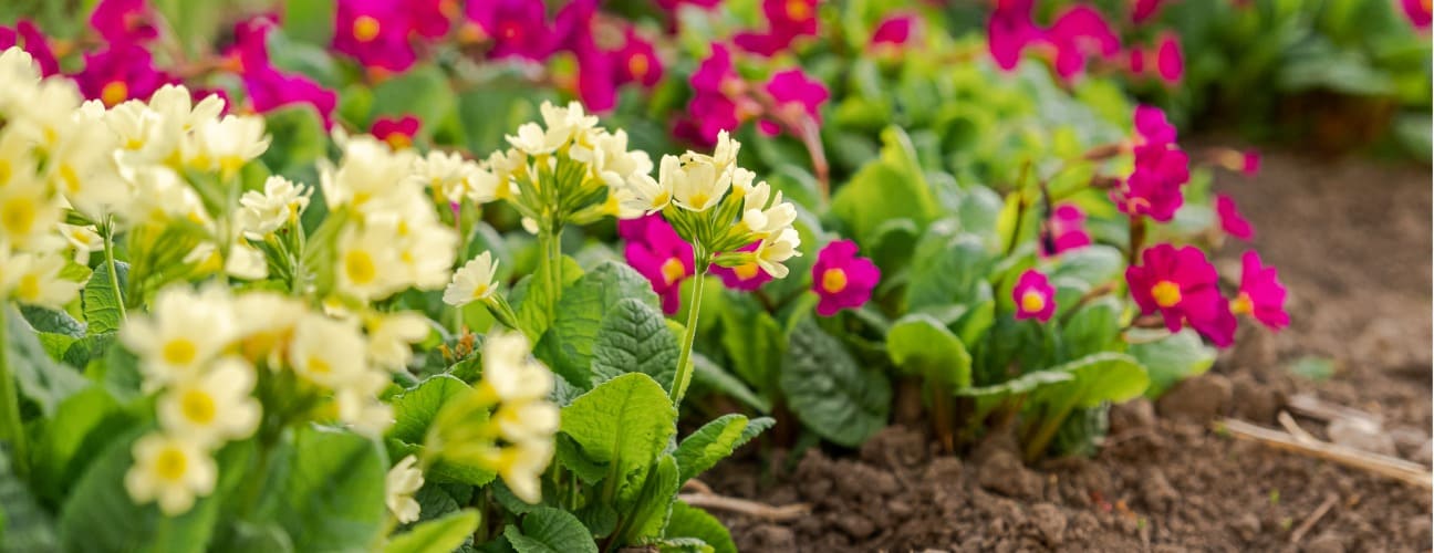 &Ccedil;uha &Ccedil;i&ccedil;eği Bakımı ve &Ouml;zellikleri