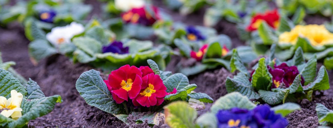 &Ccedil;uha &Ccedil;i&ccedil;eği Bakımı ve &Ouml;zellikleri