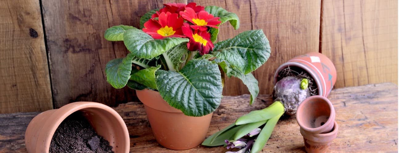 &Ccedil;uha &Ccedil;i&ccedil;eği Bakımı ve &Ouml;zellikleri